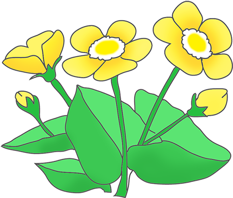 Pix For  Buttercup Flower Clip Art