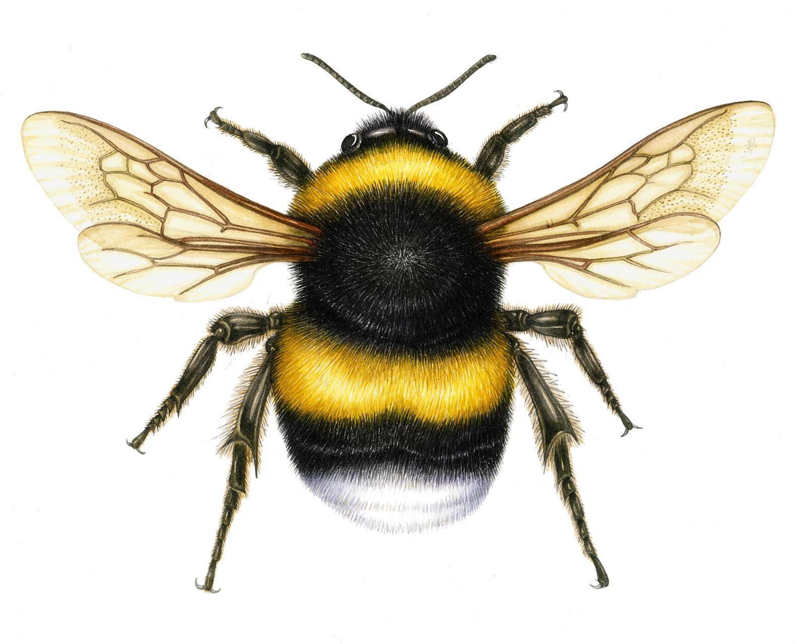 Free Bumble Bee Illustration, Download Free Bumble Bee Illustration png