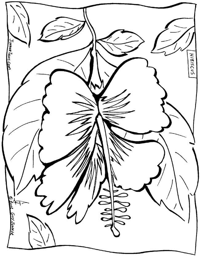 Hibiscus Drawing Simple