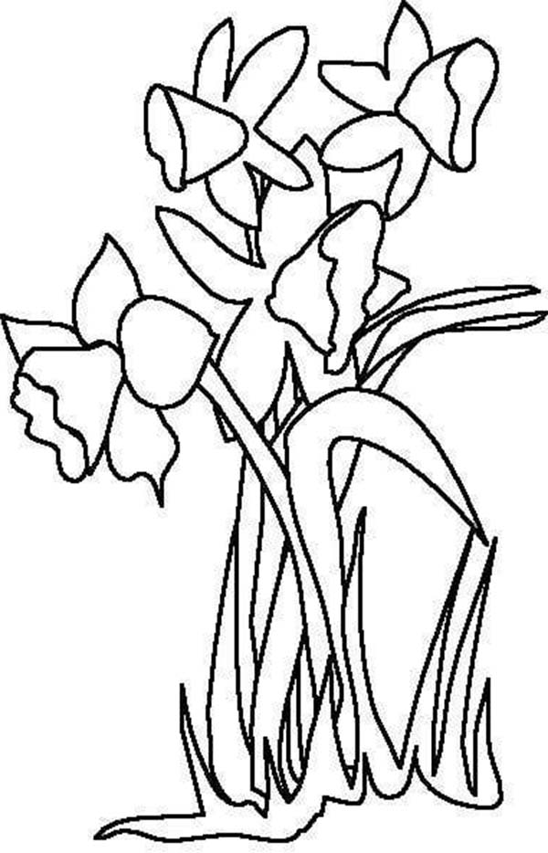 Daffodil Flower for the LOve One Coloring Page | Kids Play Color