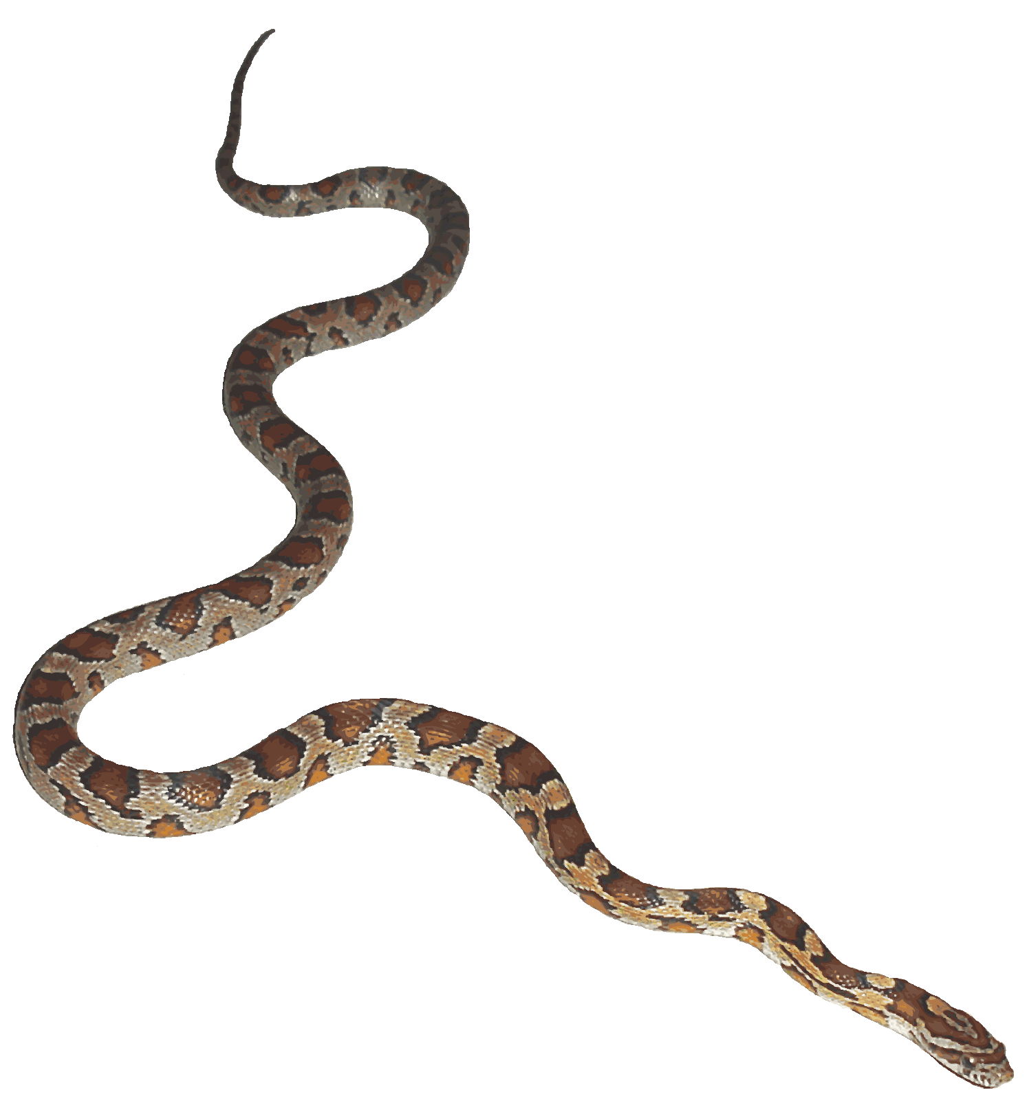Free Animated Snake Pictures, Download Free Animated Snake Pictures png