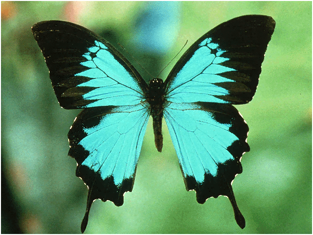 Encyclopedia Smithsonian: Butterflies