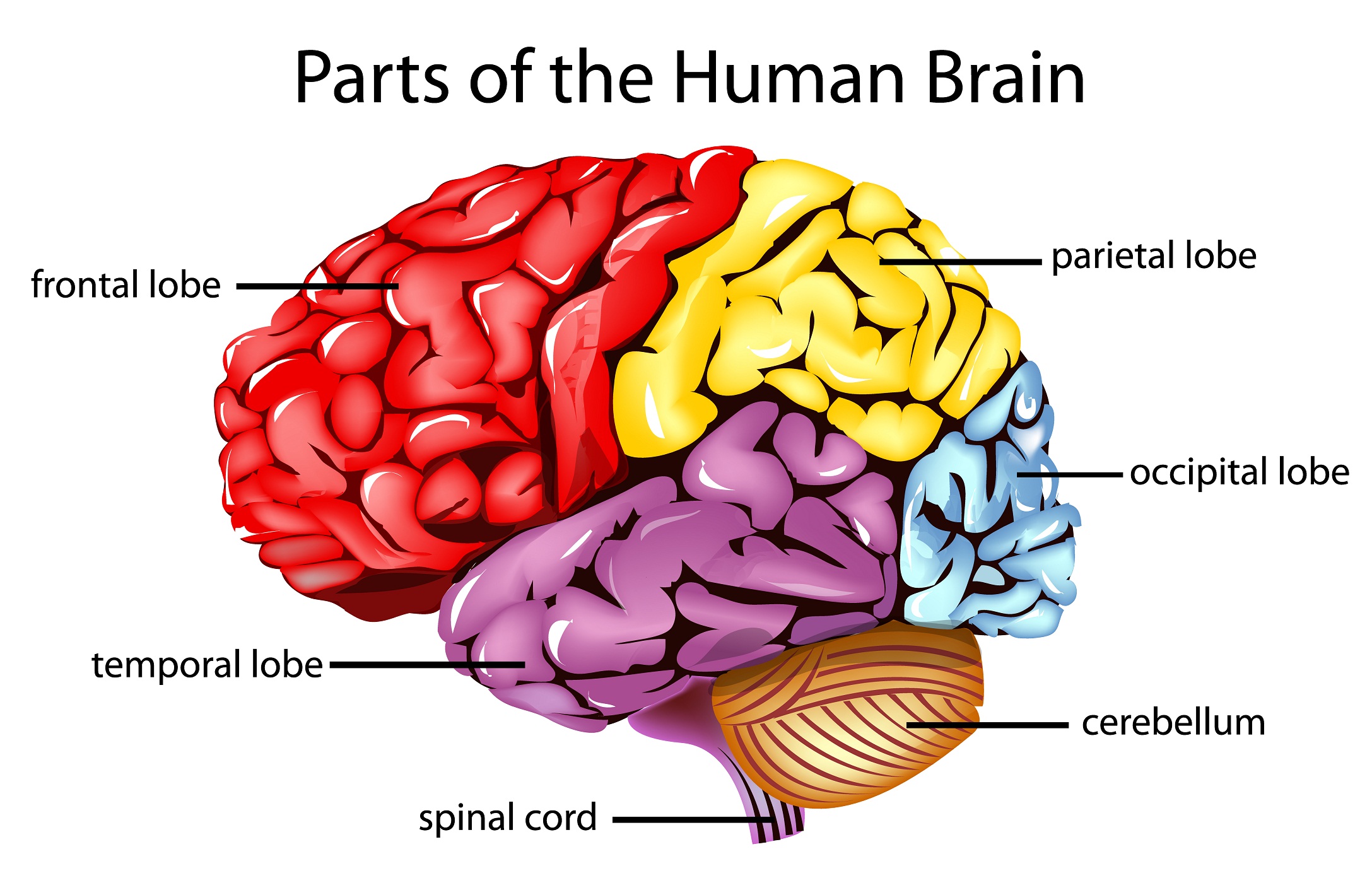 the human brain diagram blank