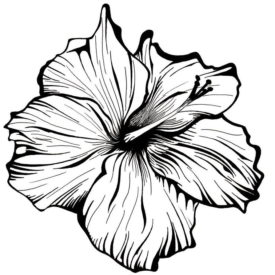 Free Line Drawing Of A Flower, Download Free Line Drawing Of A Flower