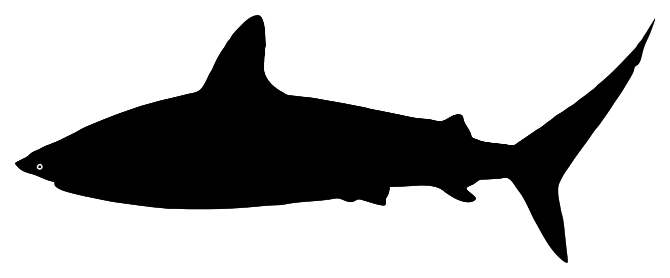 File:Shark silhouette.svg - Wikimedia Commons