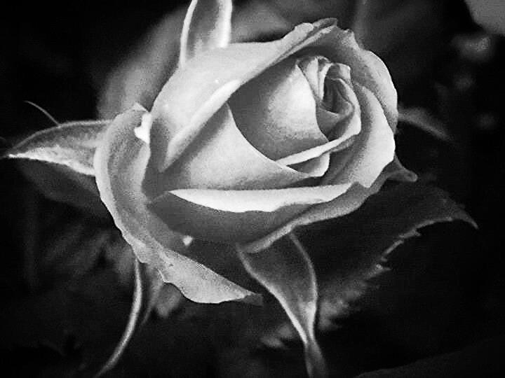 Awesome black and white roses photography | Tumblr Life