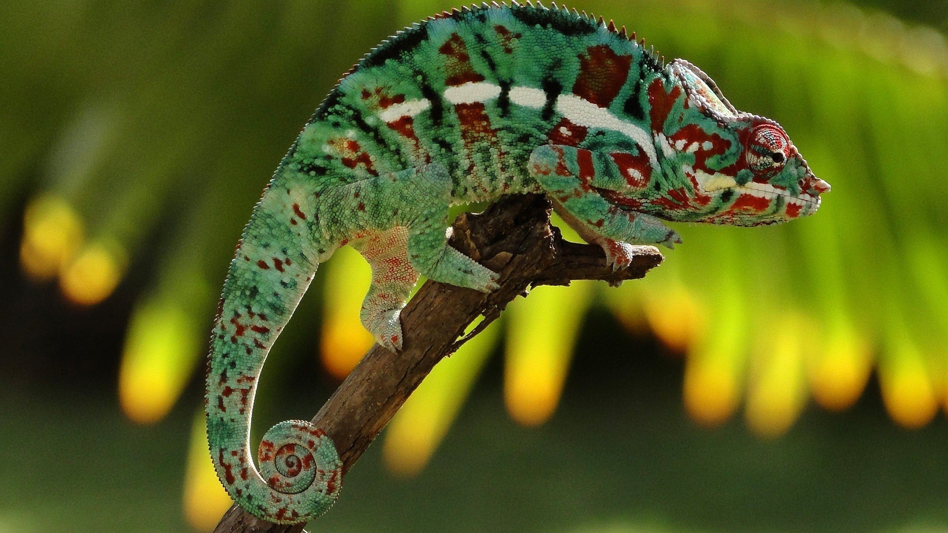 Chameleon Lizards Clip Art Library