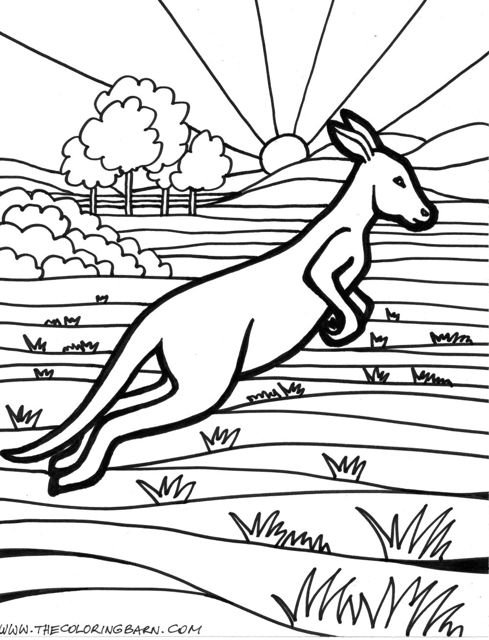 kangaroo australian animal colouring pages   Clip Art Library