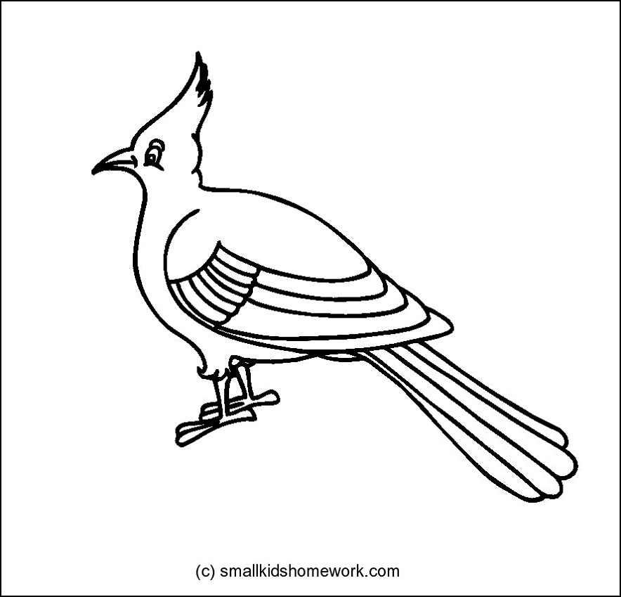bulbul Colouring Pages