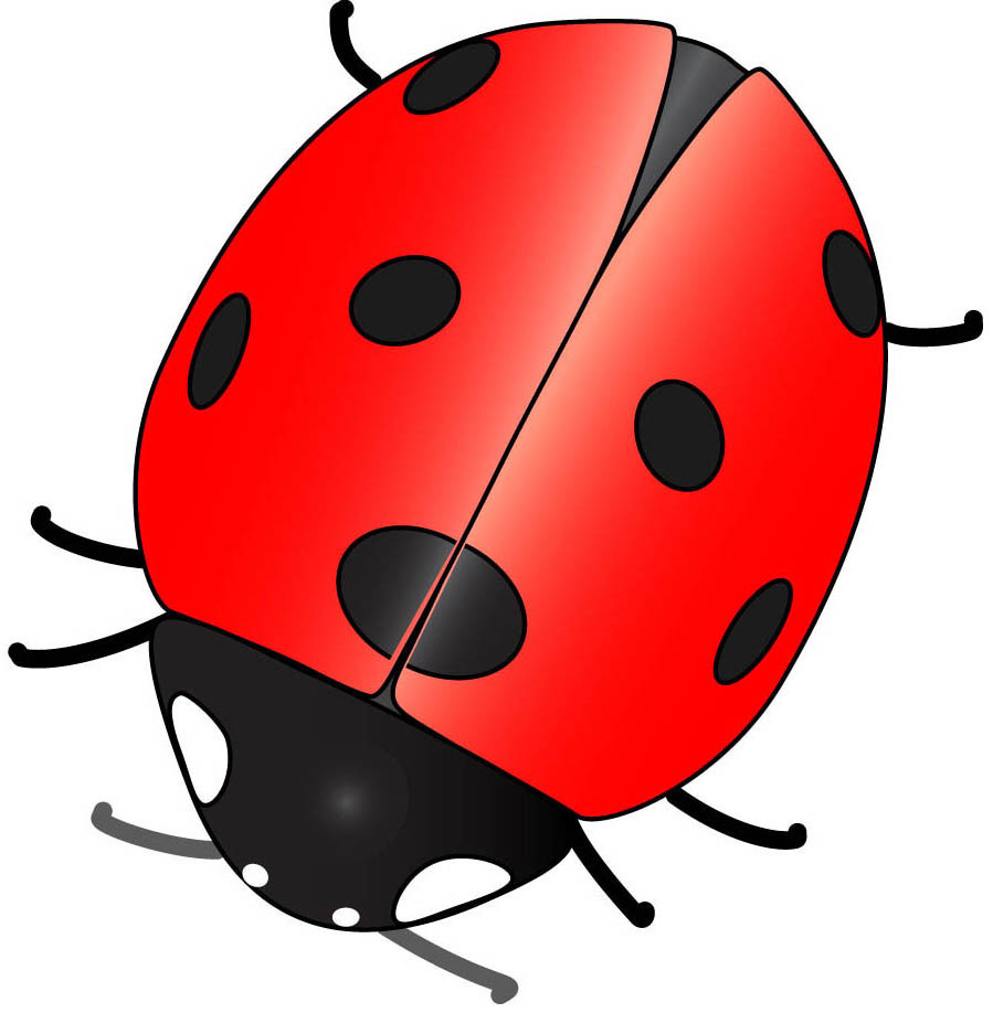 Free Ladybug, Download Free Ladybug png images, Free ClipArts on