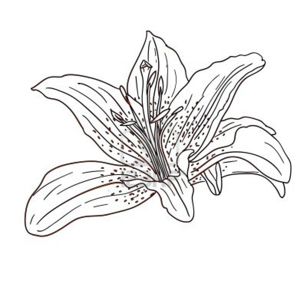 Tropical flower coloring pages - Coloring Pages  Pictures - IMAGIXS
