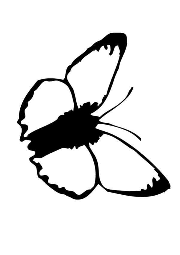 BUTTERFLY coloring pages - Black and white Butterfly