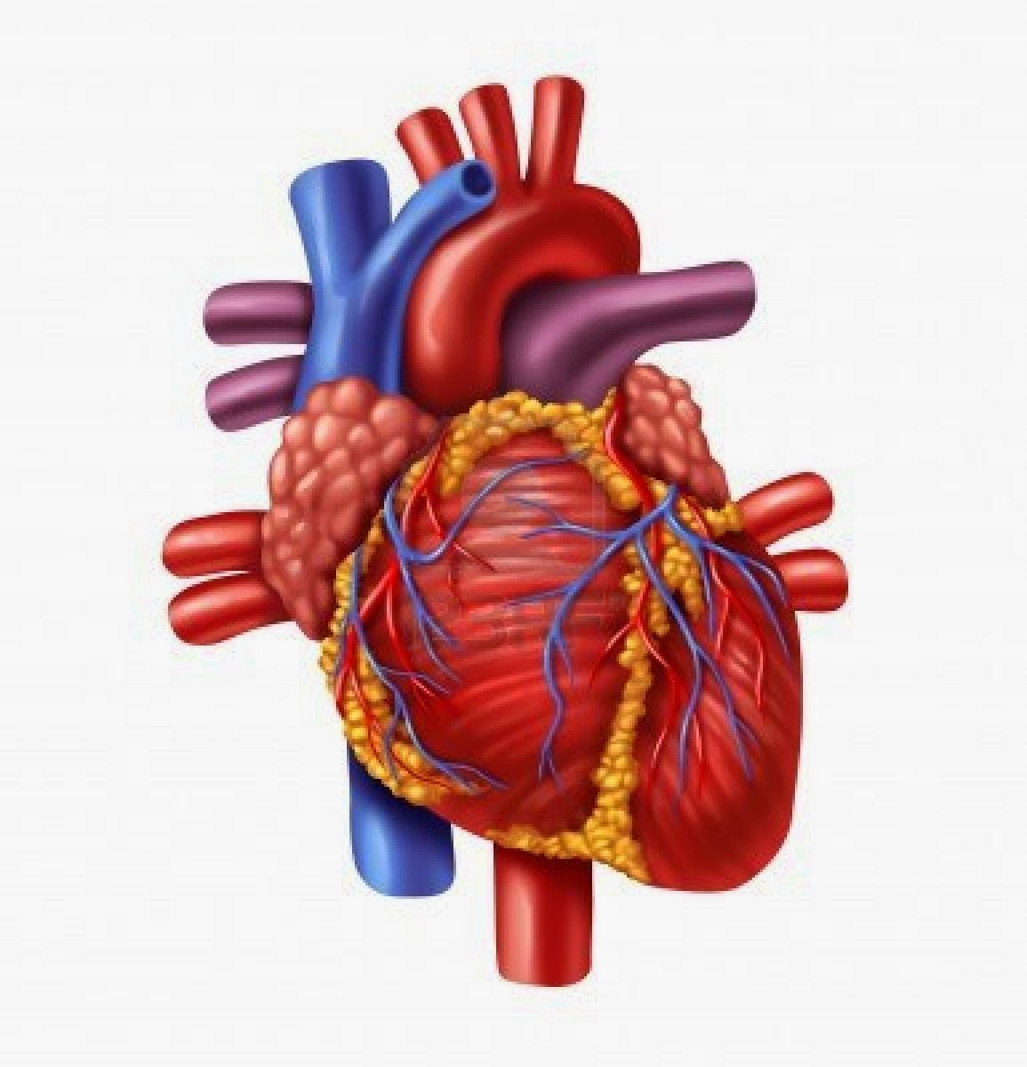 human heart diagram without labels