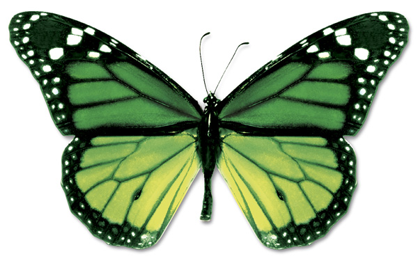 green butterfly clip art - photo #47