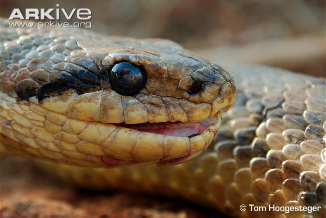 Grass snake videos, photos and facts - Natrix natrix | ARKive