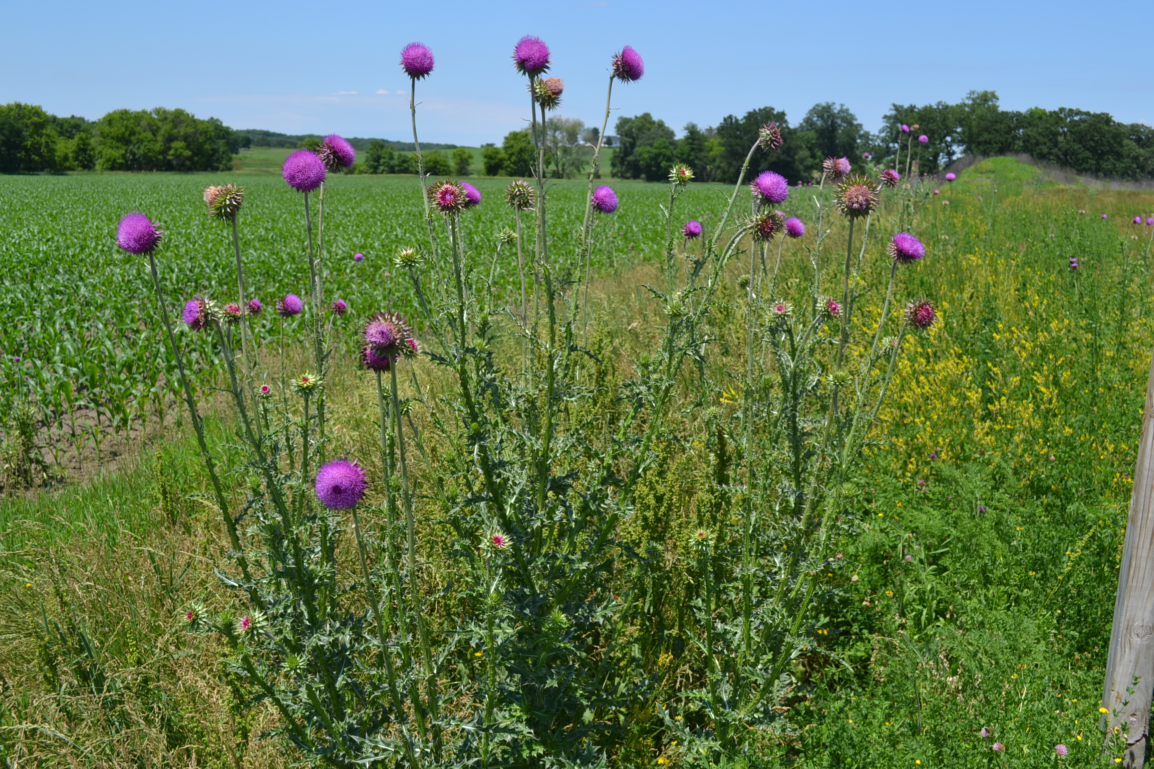 Bull Thistle is a broadleaf weed with pointy needles on the leaves.