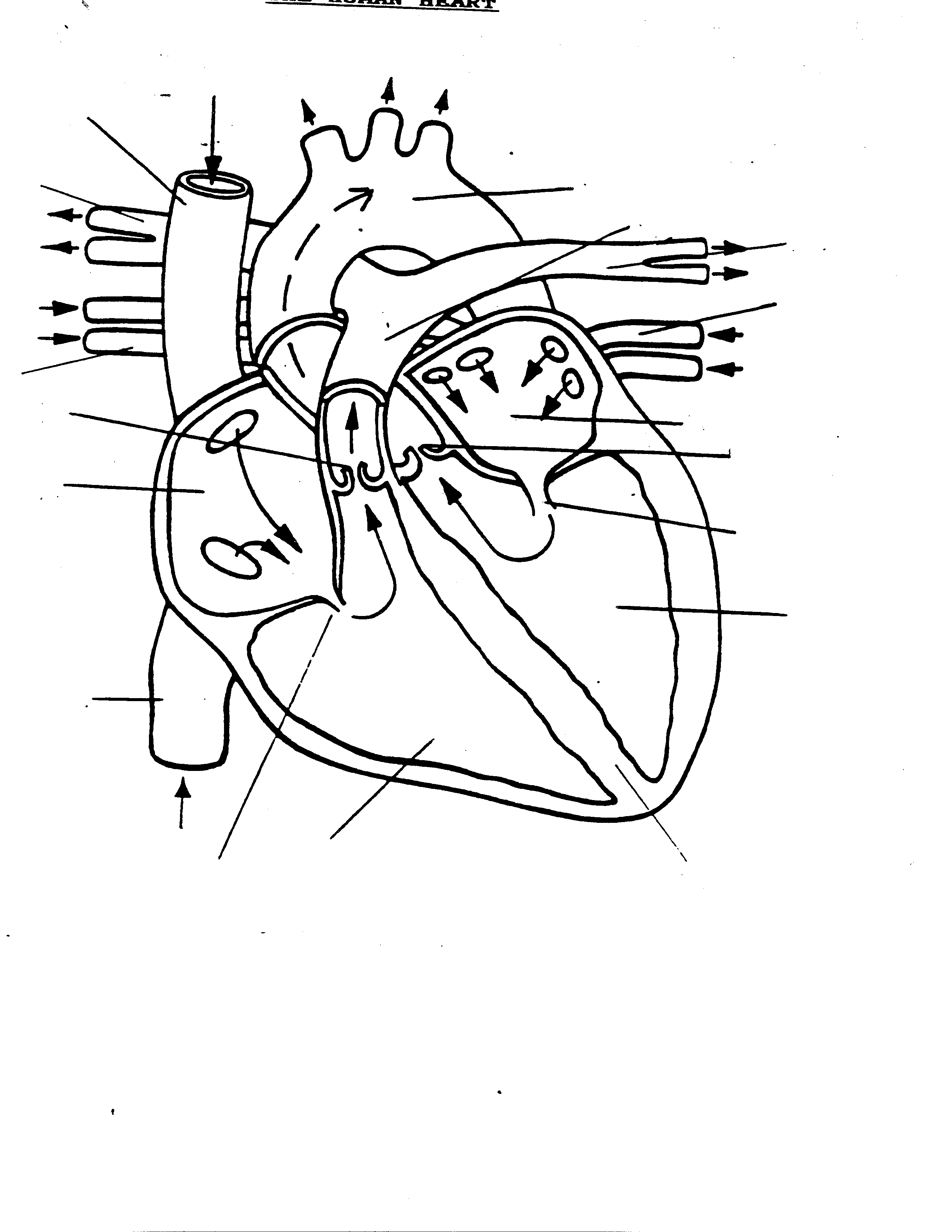 diagram of the heart - Clip Art Library