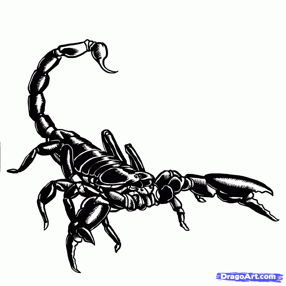 Free Scorpion Drawing, Download Free Scorpion Drawing png images, Free