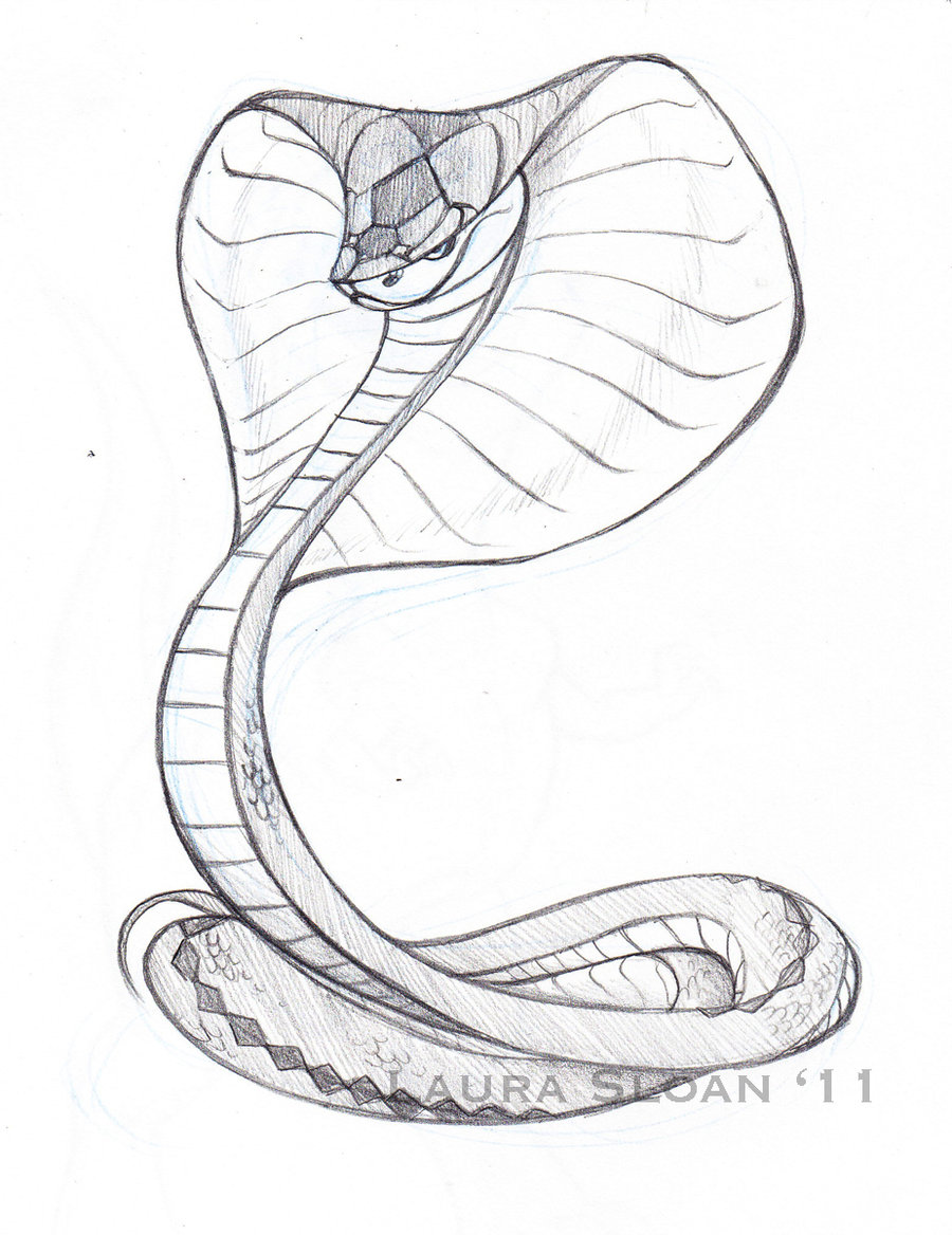 Cute Cobra Sketch Drawing 