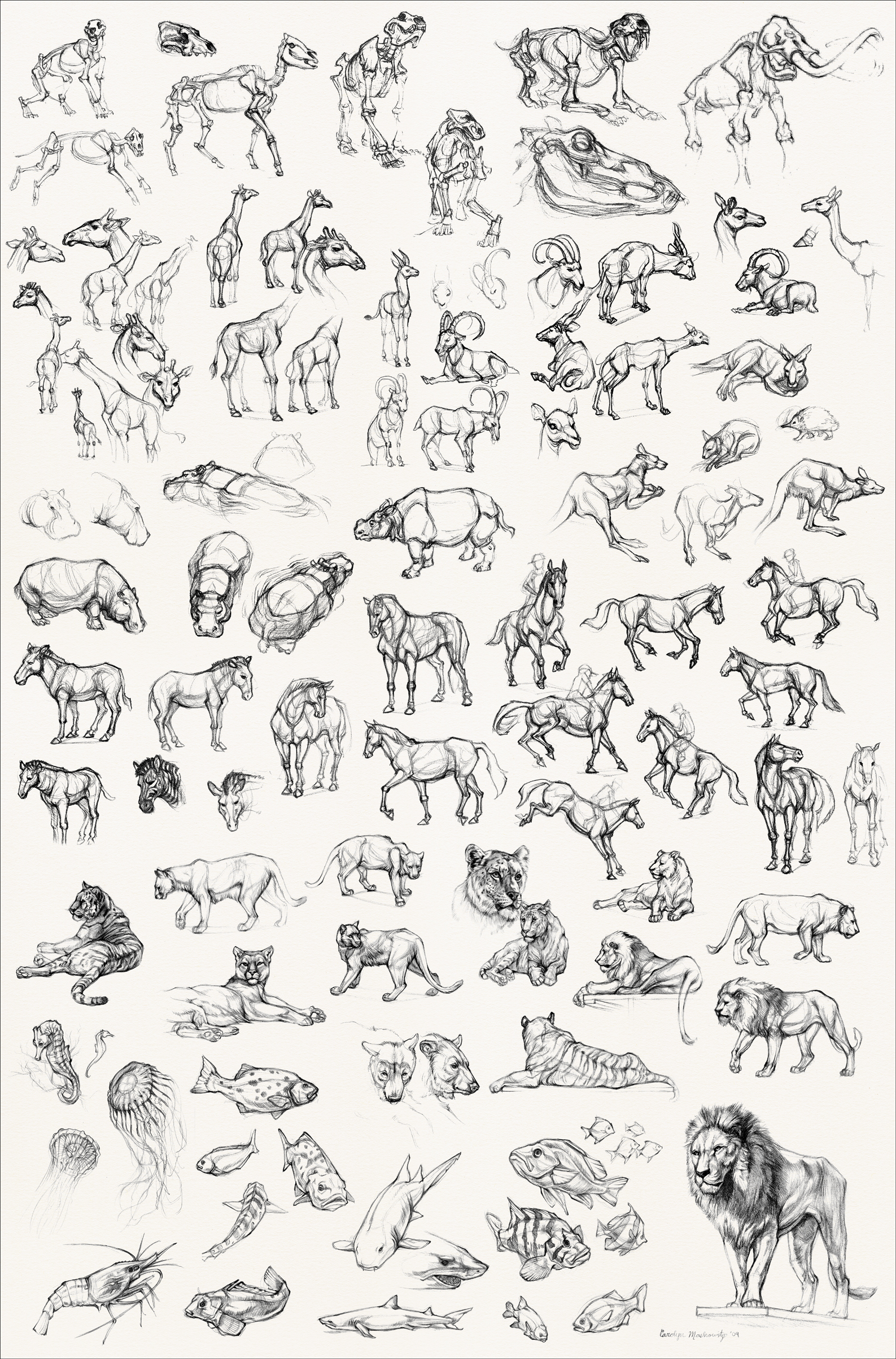 Animal Sketches 2 by Altalamatox on Clipart library