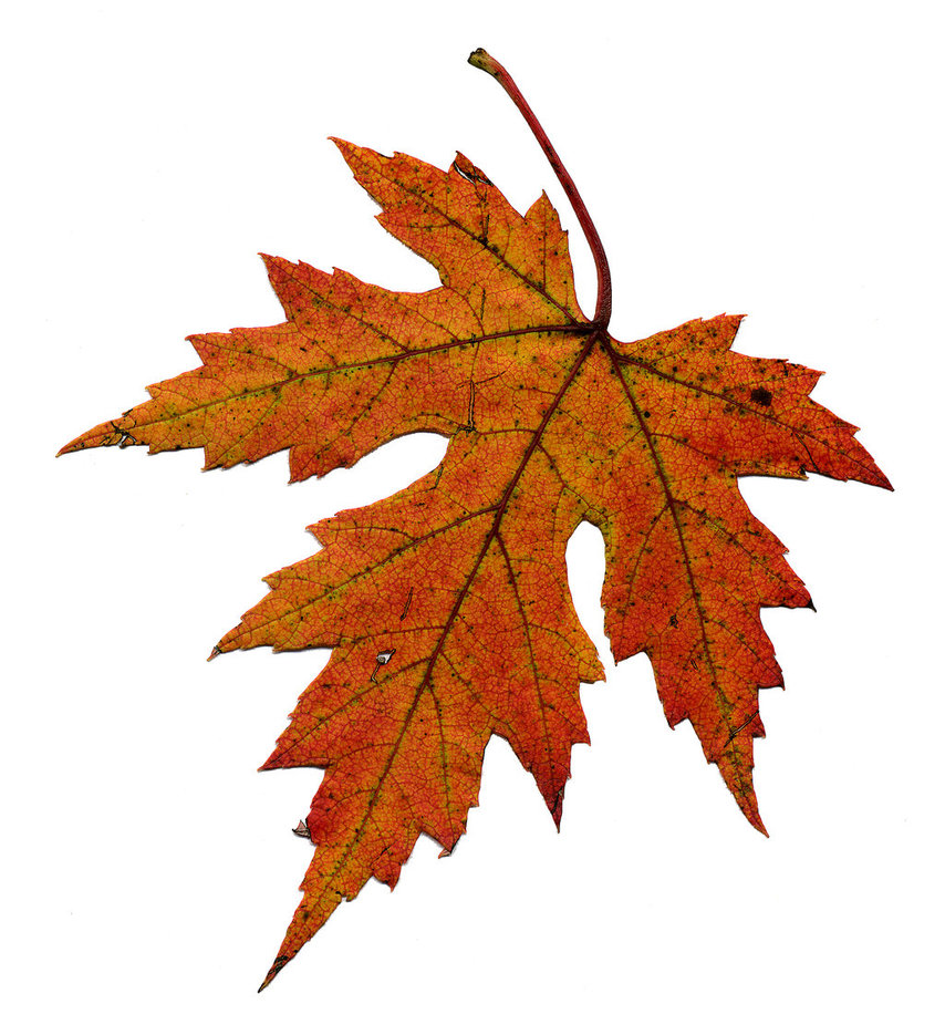 Free Maple Leaf, Download Free Maple Leaf png images, Free ClipArts on
