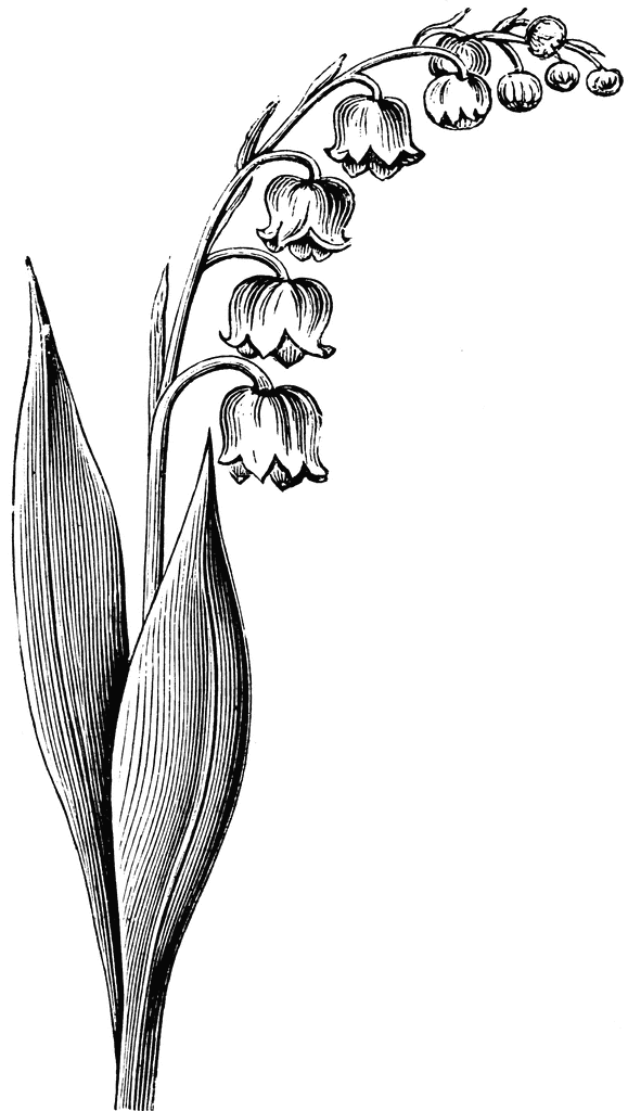 Lily Of The Valley Clip Art