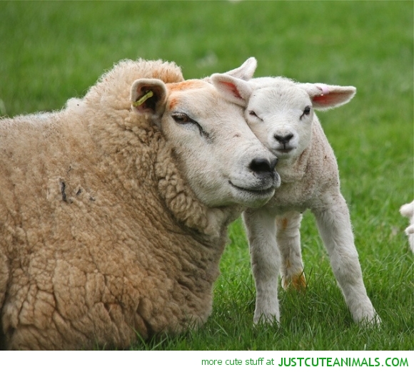 Sheep Love | Just Cute Animals