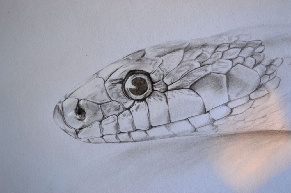 Featured image of post 3D Drawing Snake It is a nice video to learn pencil sketching
