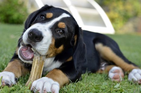 Bones and chews: What to give? - DogBuddy Blog
