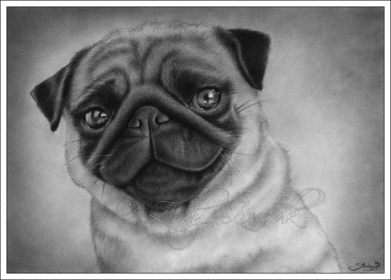 Pug Dog Drawing by Zindy on Clipart library