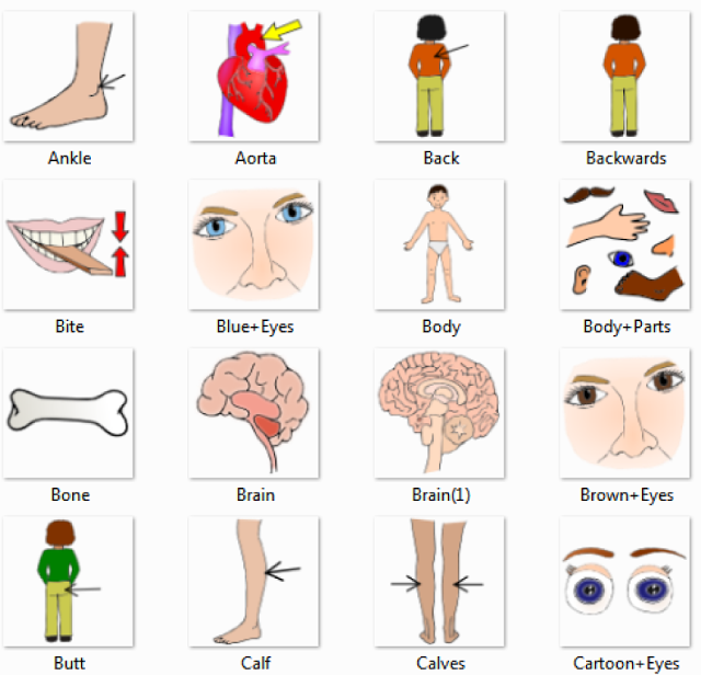 Parts Of Body Chart In English