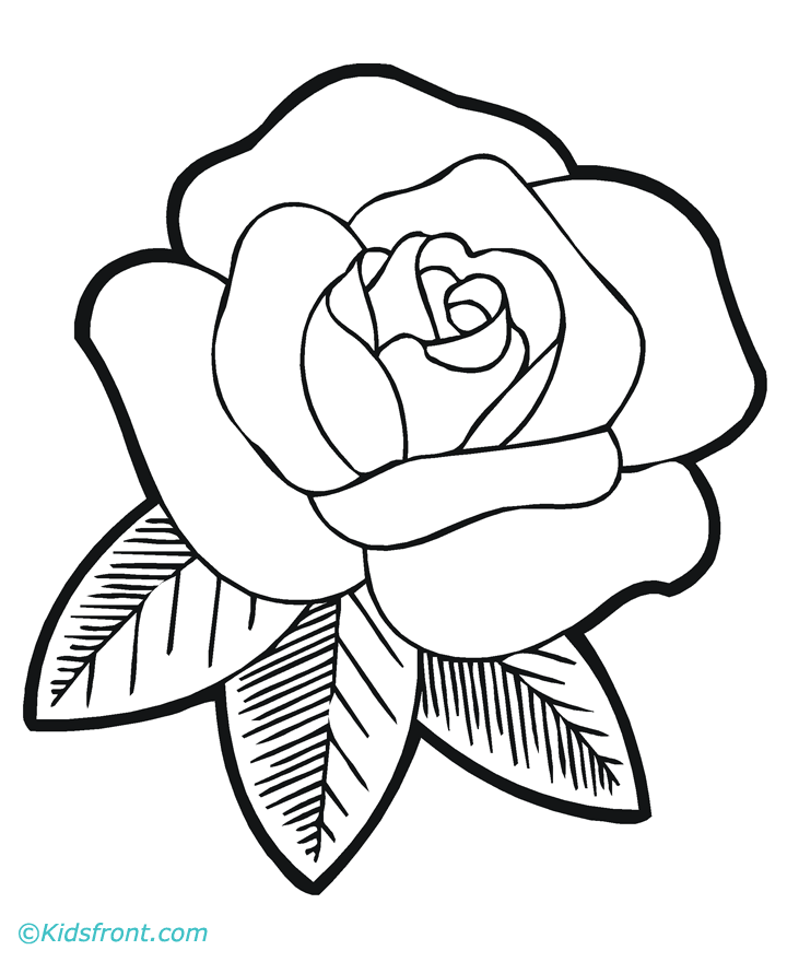 Line Drawing Of A Rose 