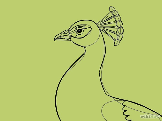 Free Simple Colorful Peacock Drawing Download Free Clip Art Free Clip Art On Clipart Library