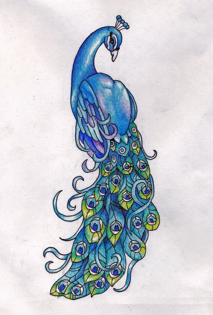 Free Peacock Drawing, Download Free Peacock Drawing png images, Free