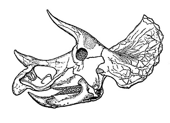 Dinosaur Skull Drawing Images  Pictures - Becuo