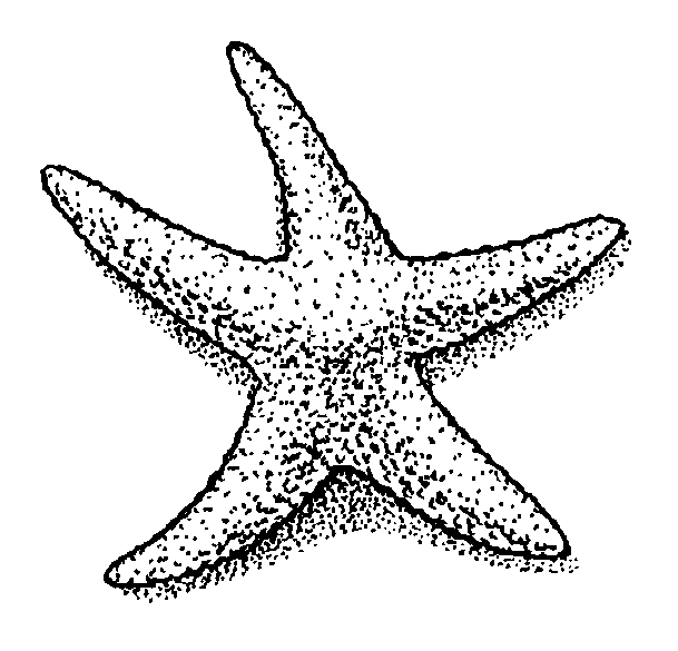 Starfish Outline - Clipart library