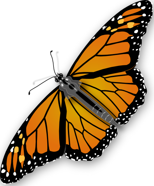 Butterfly clip art - vector clip art online, royalty free  public 