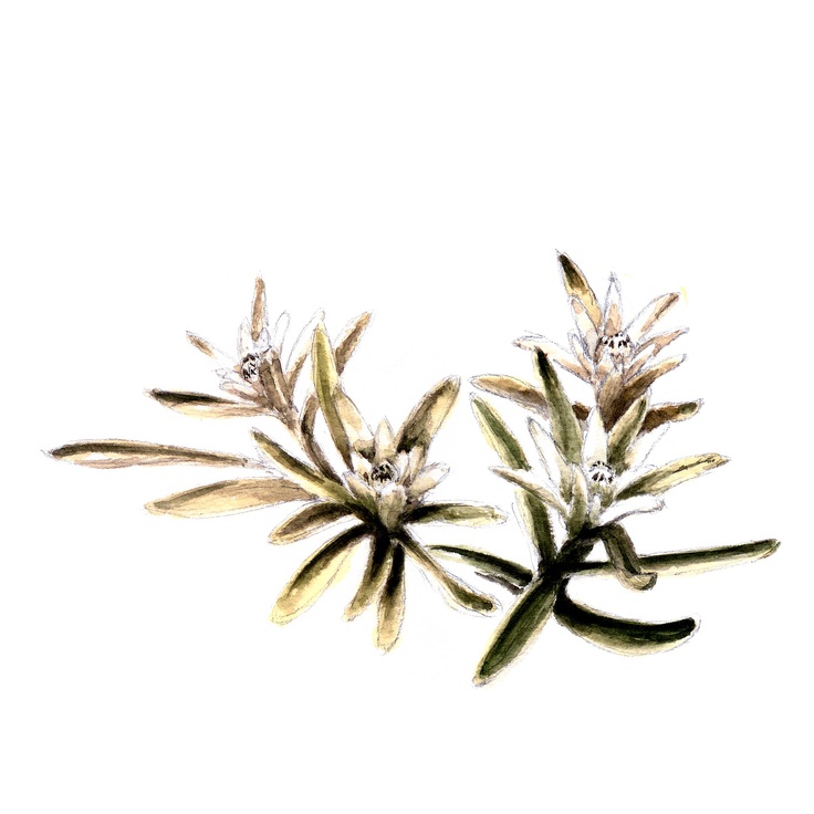 clipart edelweiss flower - photo #22