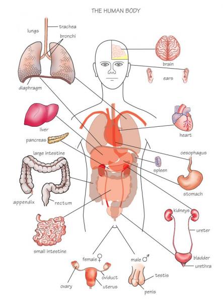 Internal Organ Chart