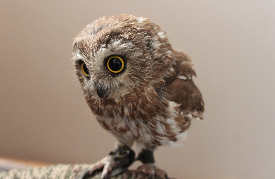 Baby Owl - Imgur