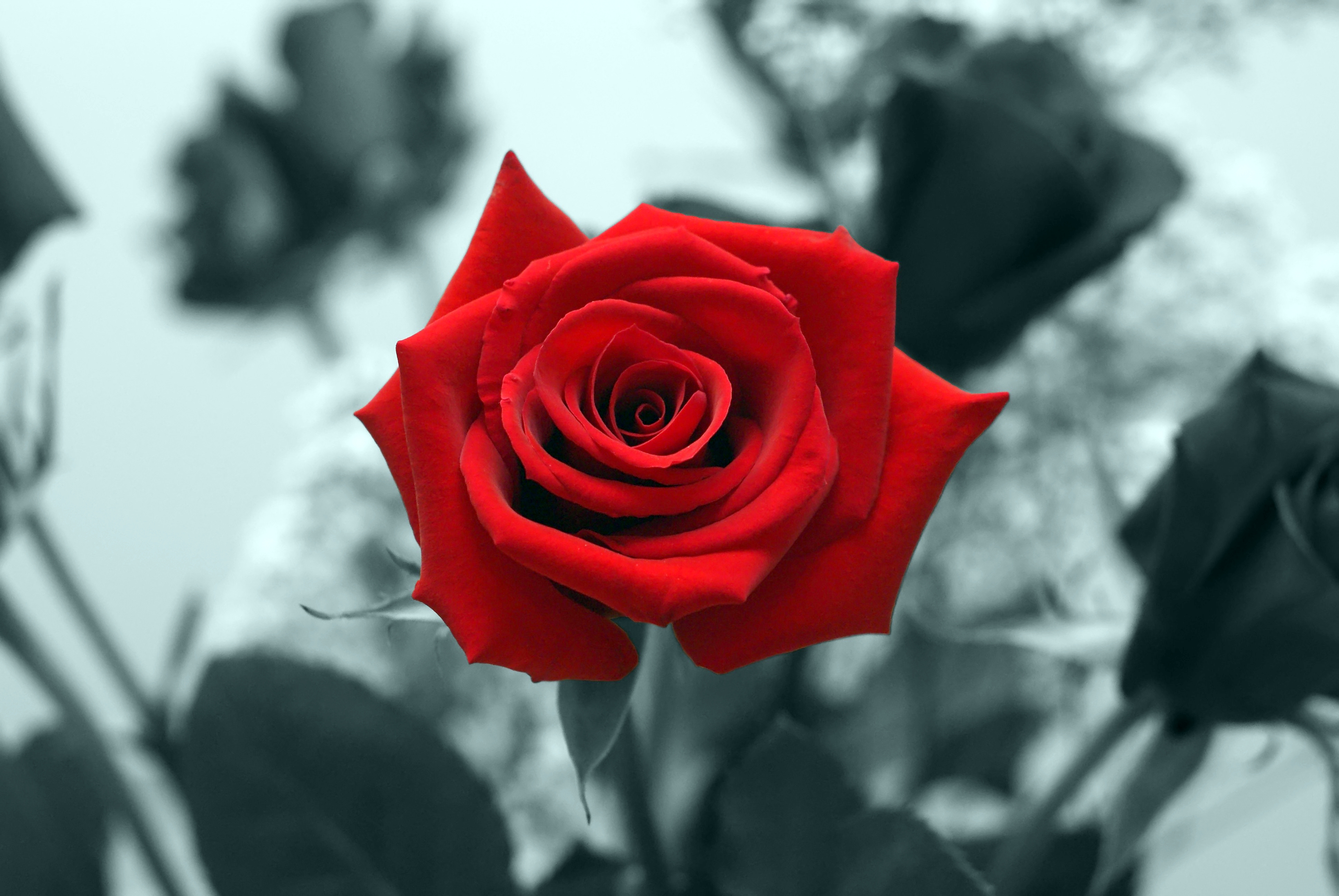 Blogs Photography: Red Rose HD Wallpapers