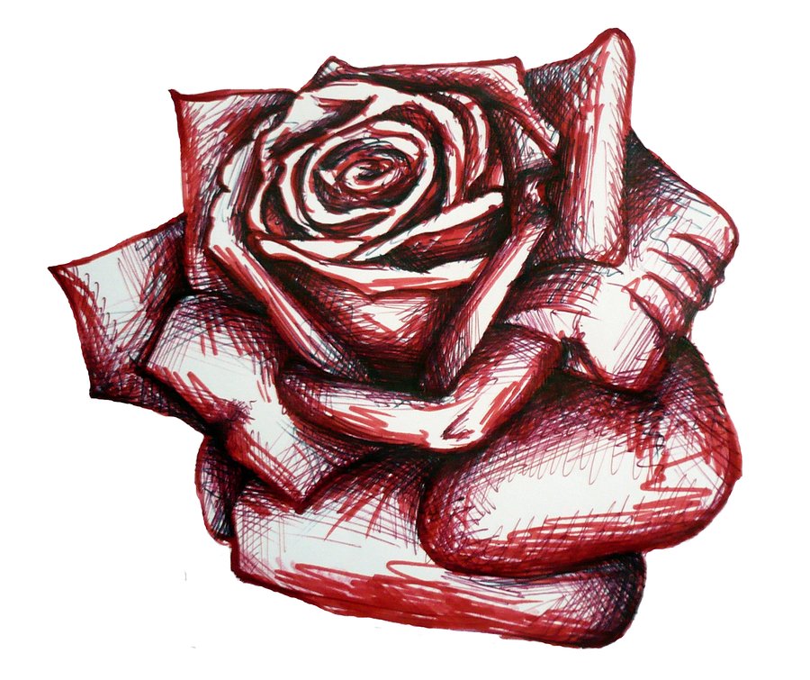 Free Drawing Of A Rose, Download Free Drawing Of A Rose png images
