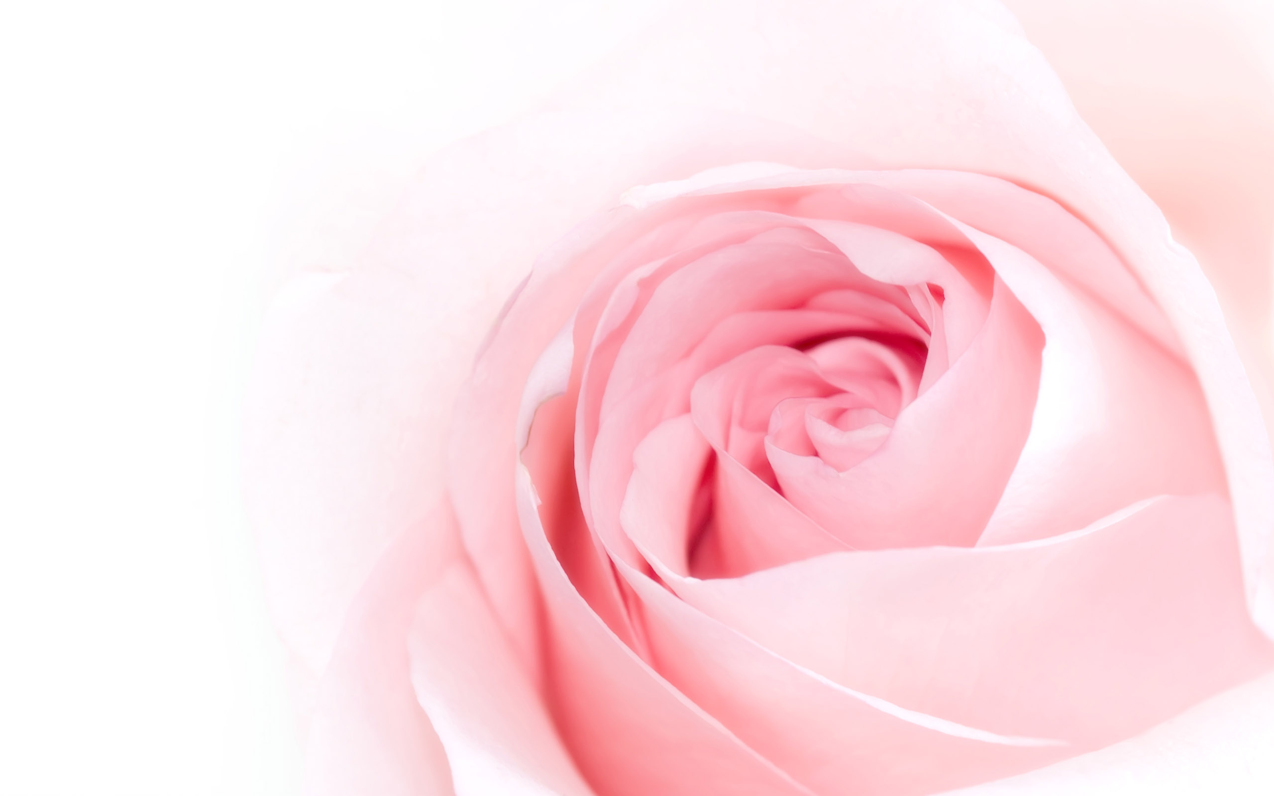soft pink rose background - Clip Art Library