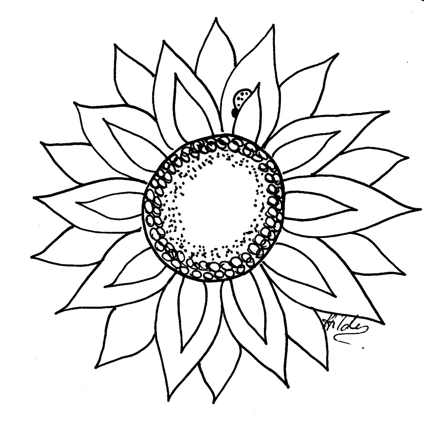 Images For  Sunflower Line Drawing