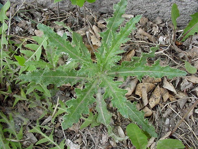 Canada-thistle-seedling-young-plant-photos