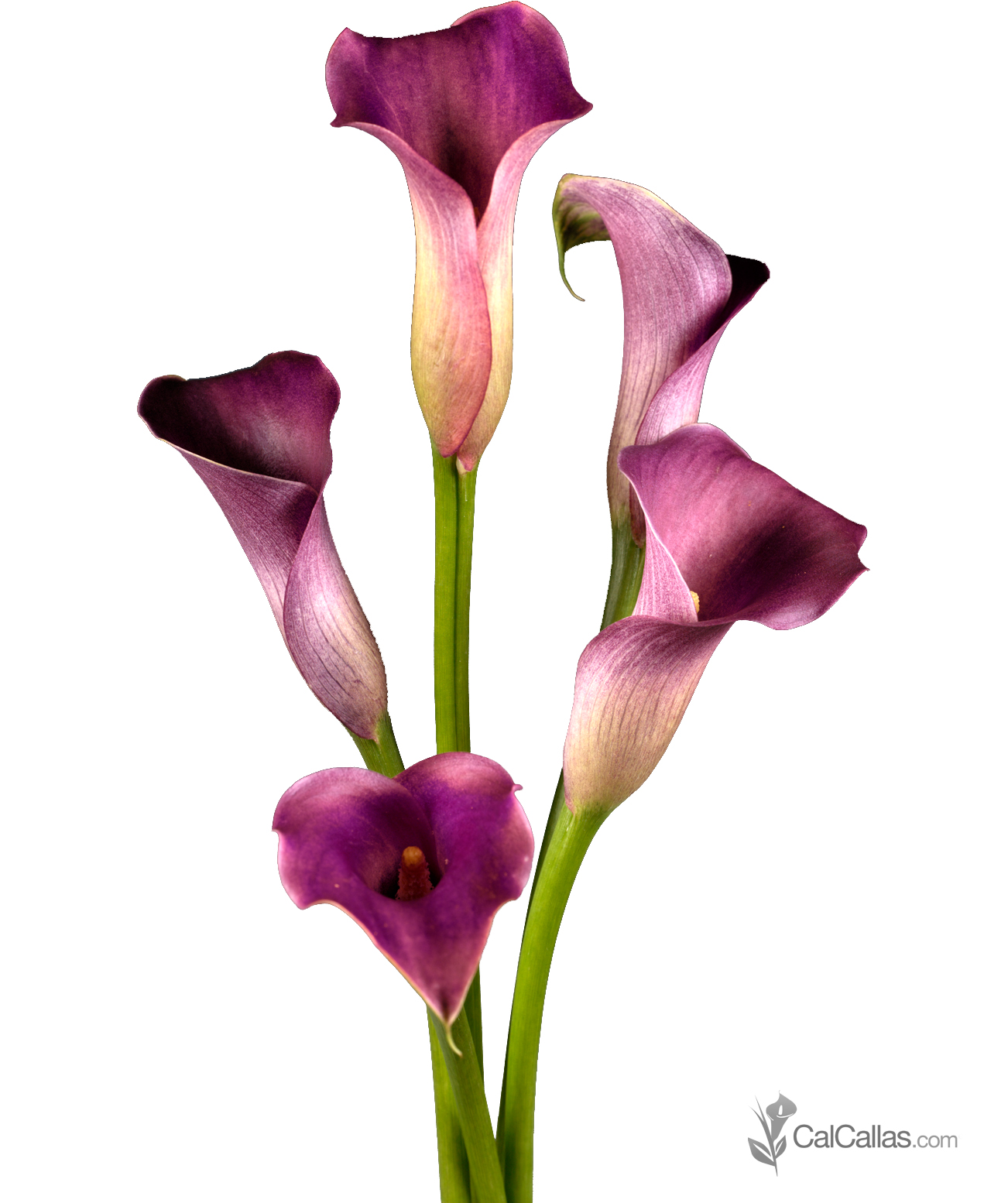 clip art calla lily flower - photo #43
