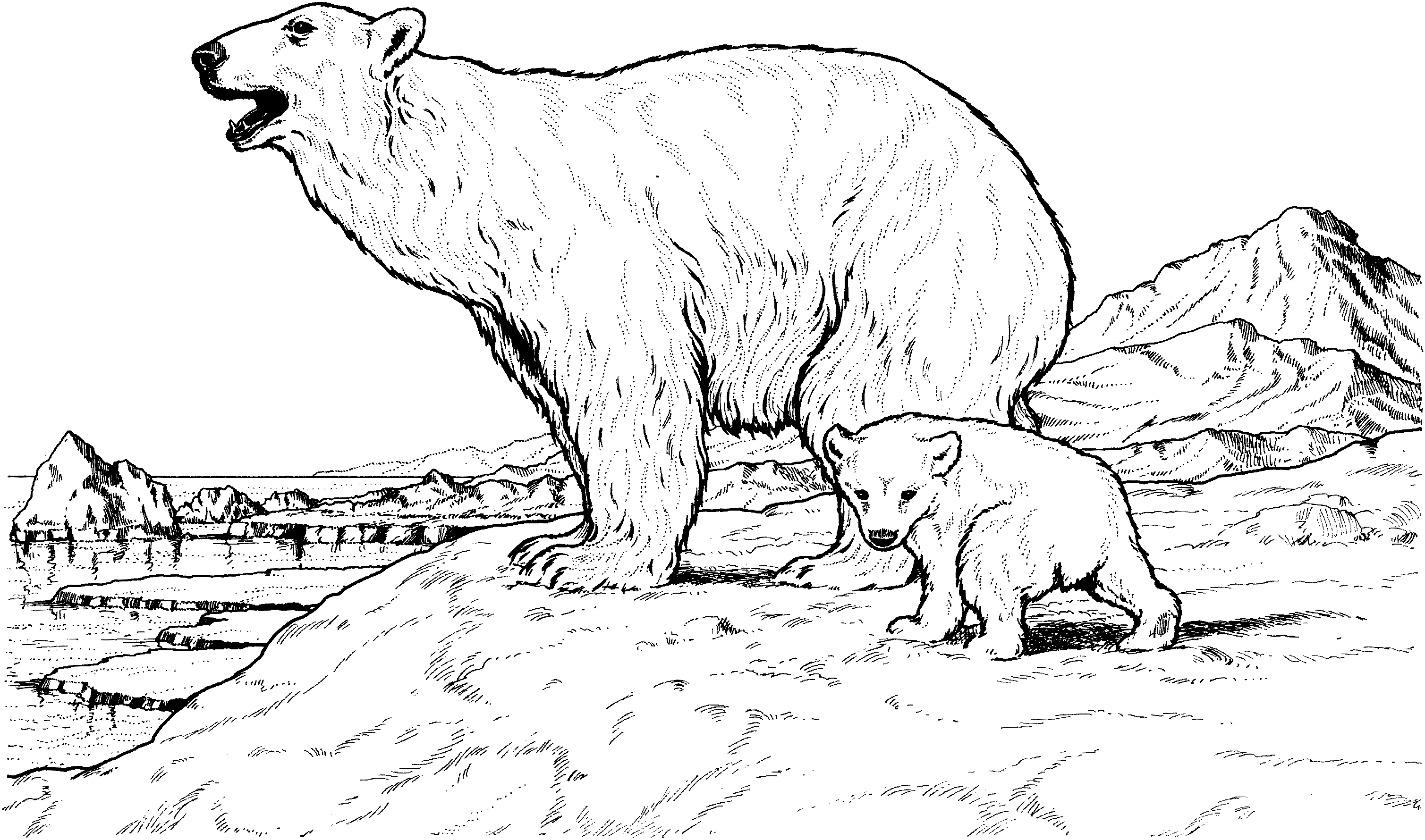 polar bear cubs coloring pages Clip Art Library