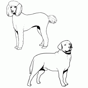 How To Draw a Labradoodle, Step by Step, Pets, Animals, FREE 