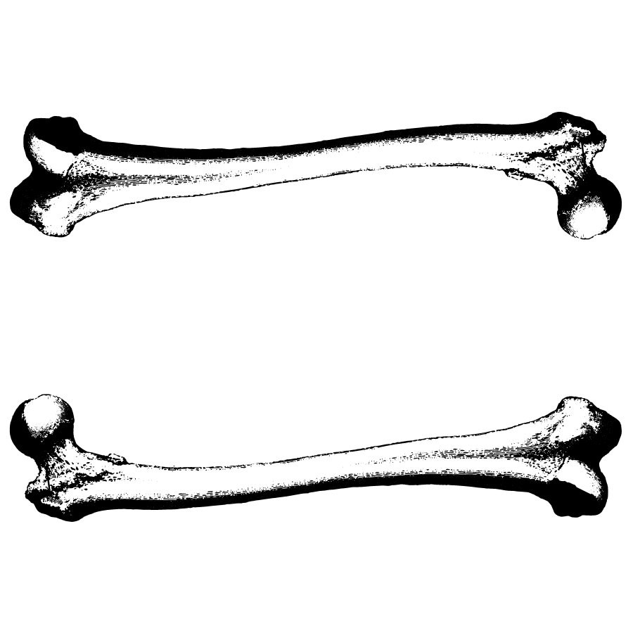 Popular items for femur bones 