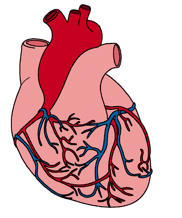 Human Heart Clip Art | Clipart library - Free Clipart Images